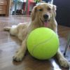 9.5 inch big tennis ball for large breed dogs