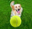 9.5 inch big tennis ball for large breed dogs